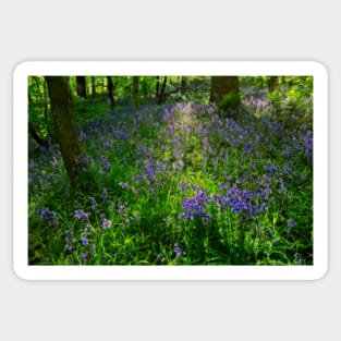 Evening Light in the Durham Bluebell Wood Sticker